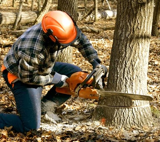 Tree Removal in Granville, VT